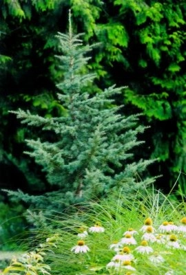 Michelle's Entry Landscape by Gardens ALIVE Design - Photo 13