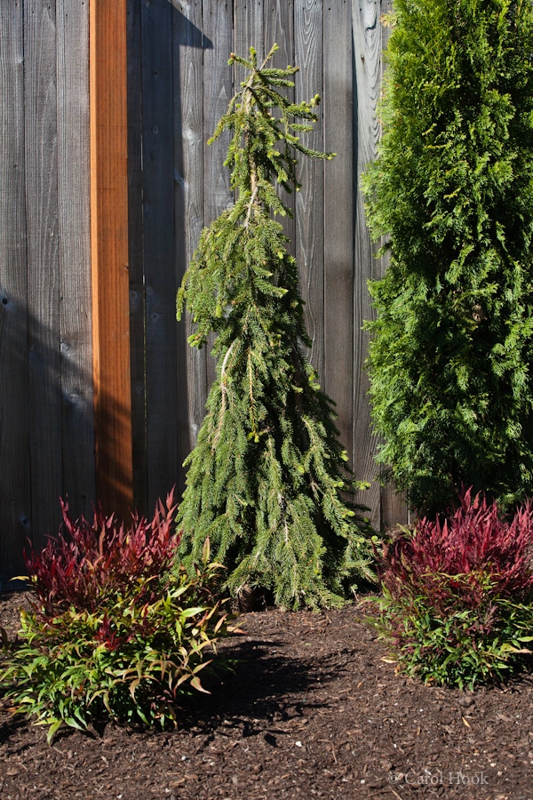 Cathie's Entry & Back Landscape by Gardens ALIVE Design - Photo 18