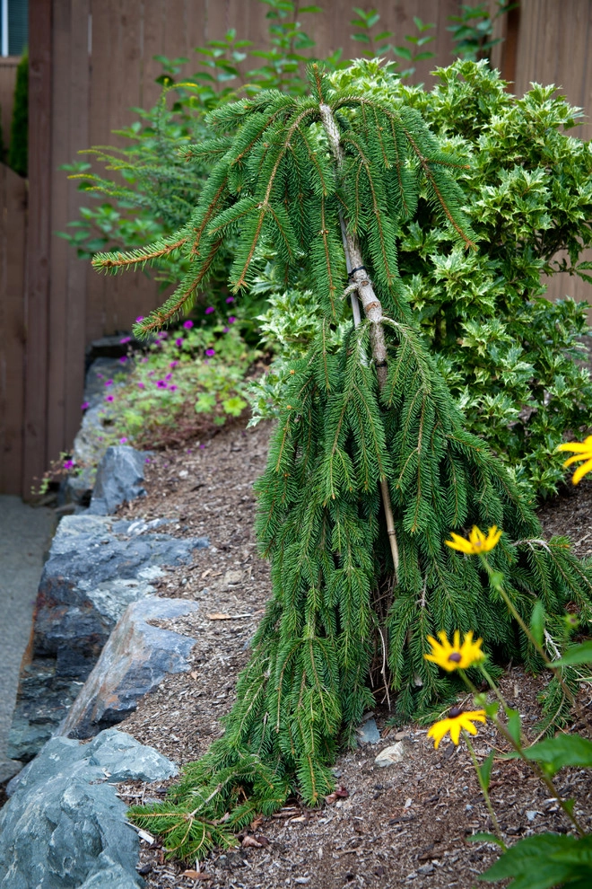 Margie's Entry Landscape by Gardens ALIVE Design - Photo 5
