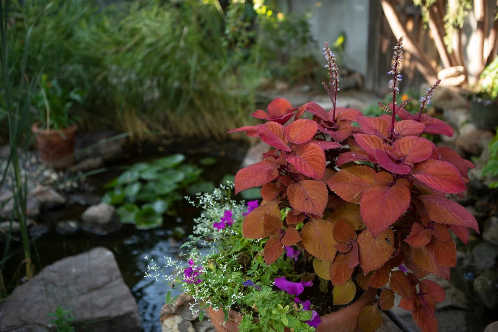 EcoScapesNM - Photo 13