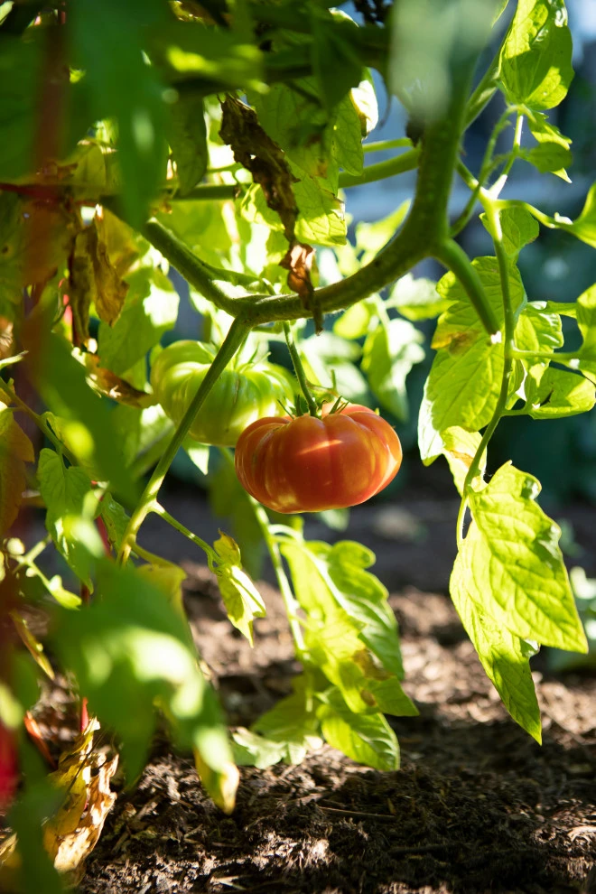 EcoScapesNM - Photo 3