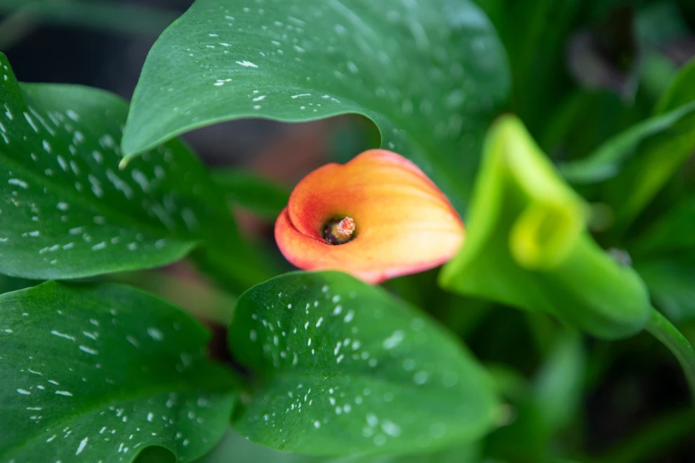 EcoScapesNM - Photo 4