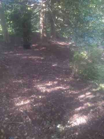 Alberto Alavez Professional Lawn Services LLC 4 by Alberto Alavez Professional Lawn Services LLC - Photo 101
