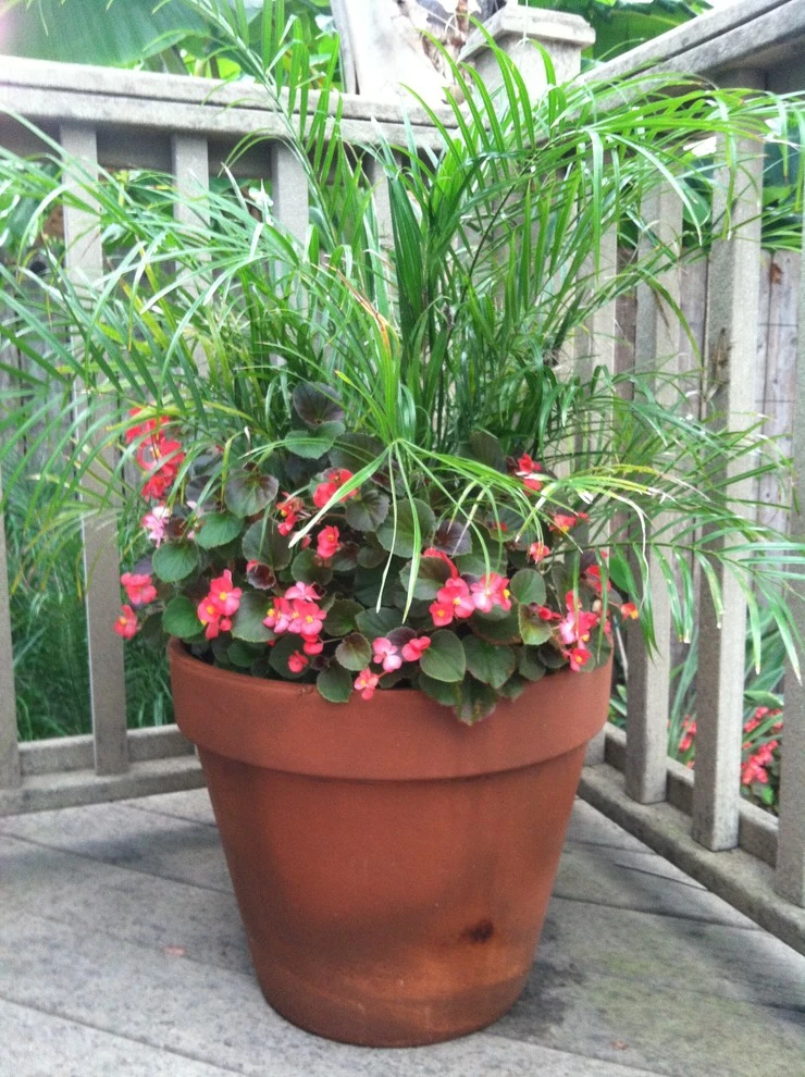 Midcity Tropical by EcoUrban Landscaping - Photo 4