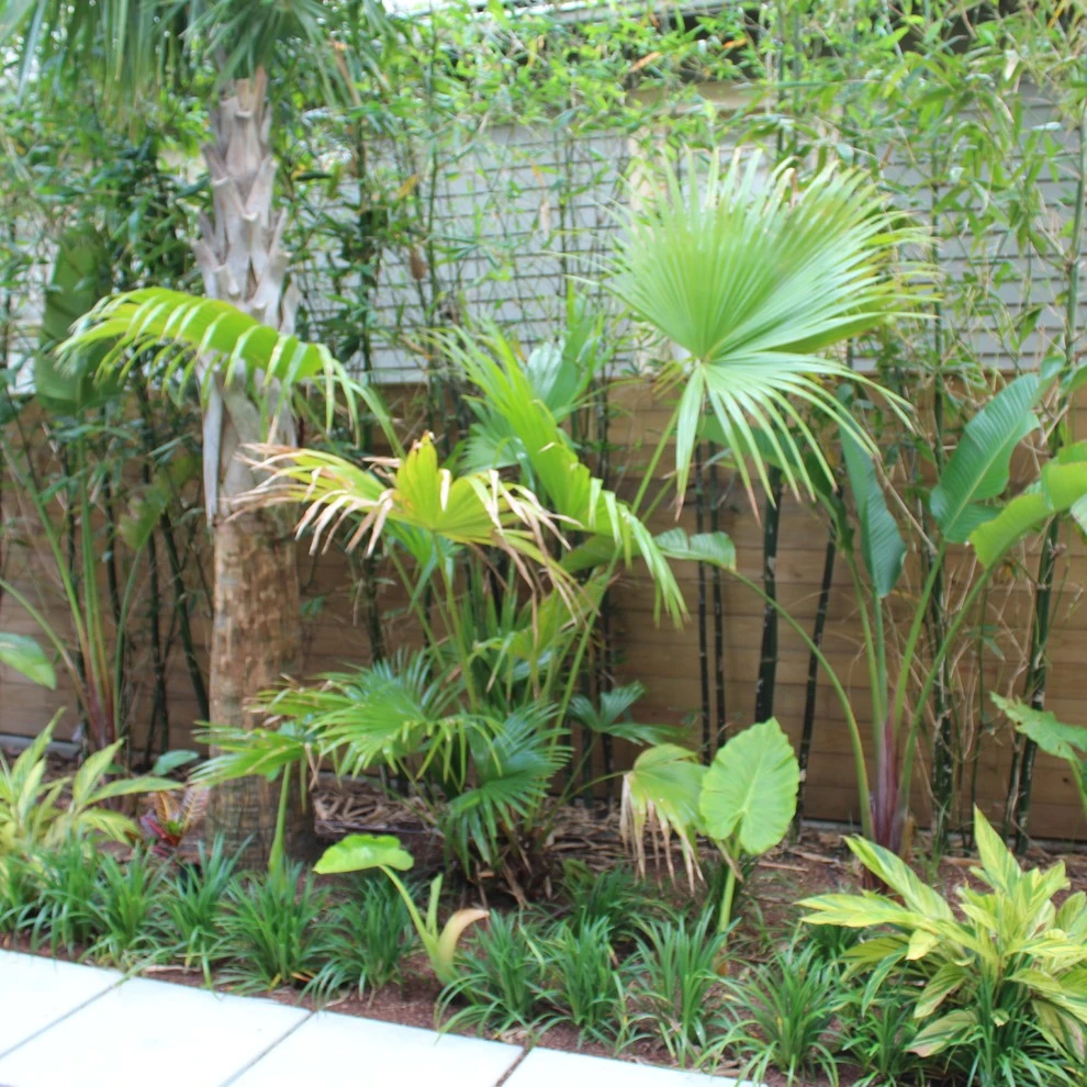 Uptown Tropical by EcoUrban Landscaping - Photo 12