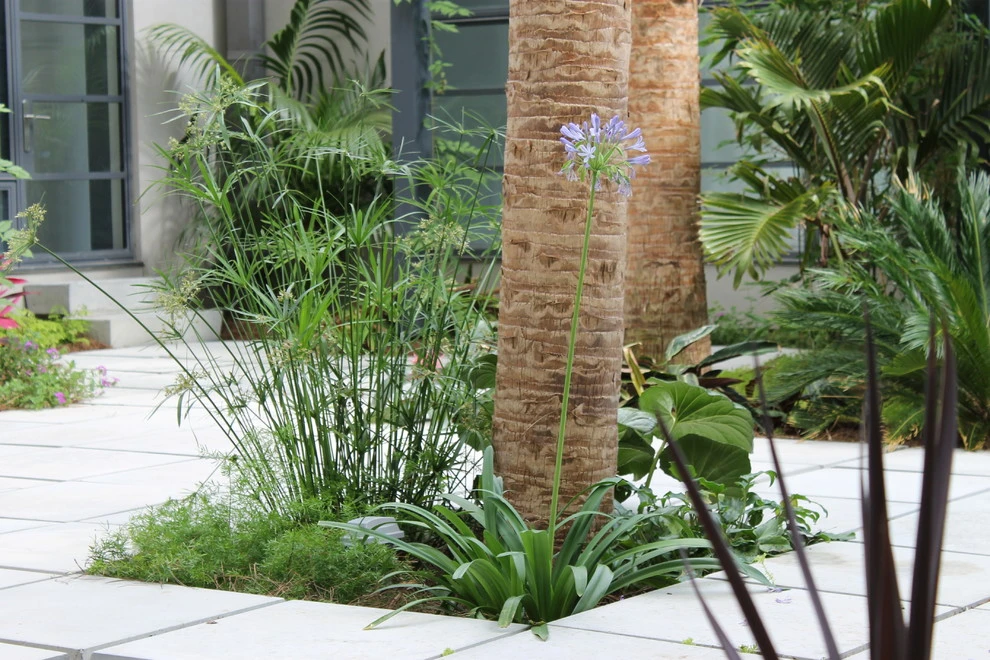 Uptown Tropical by EcoUrban Landscaping - Photo 4