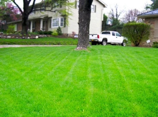 Lawns by Emerald Lawn & Landscape - Photo 5
