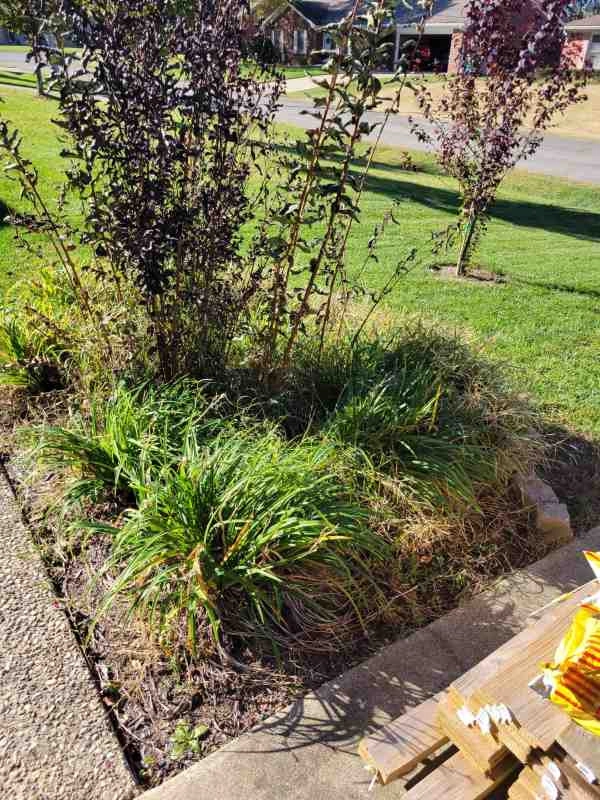 Alberto Alavez Professional Lawn Services LLC 7 by Alberto Alavez Professional Lawn Services LLC - Photo 27