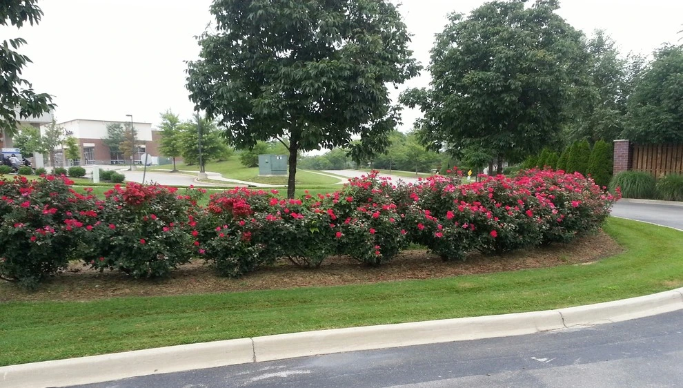 Busy Blades Lawn Care, LLC. - Photo 5