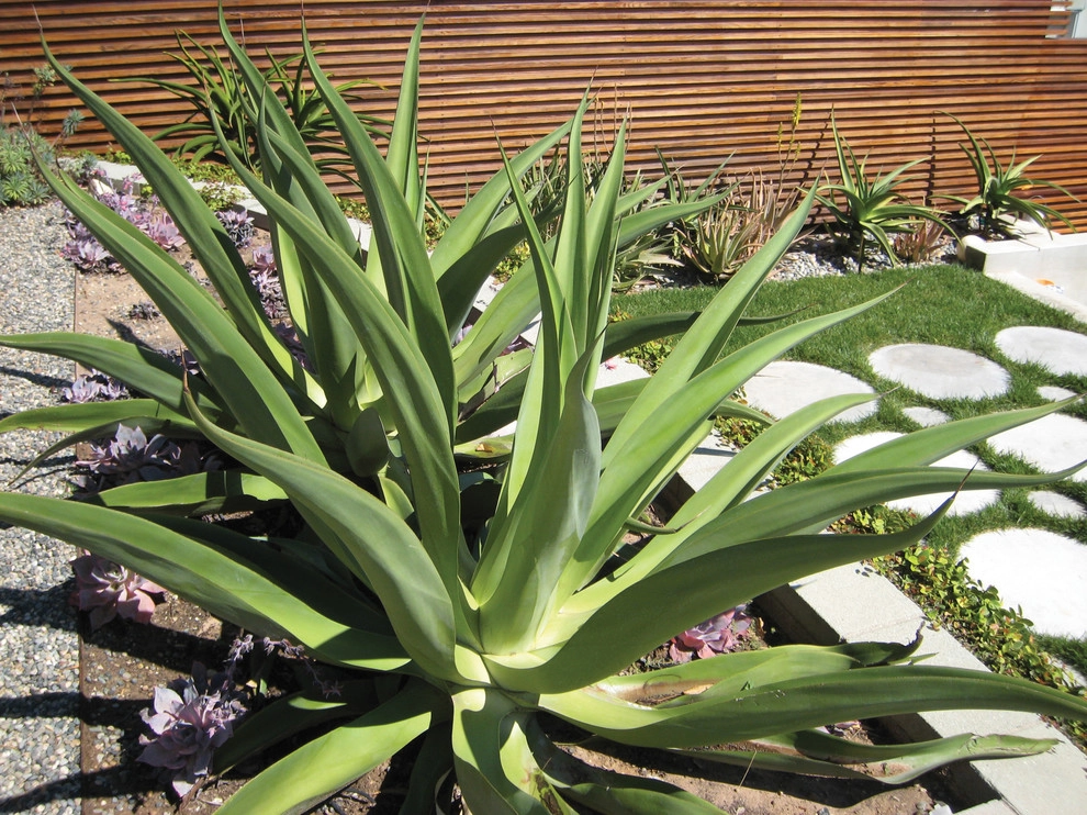 Sunset Residence by GEL: Griffin Enright Landscape - Photo 19