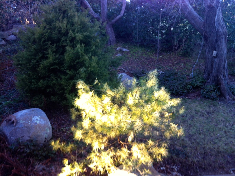 Coastal Rhode Island Garden: Salt Pond Friendly by Gentle Gardener Green Design - Photo 5