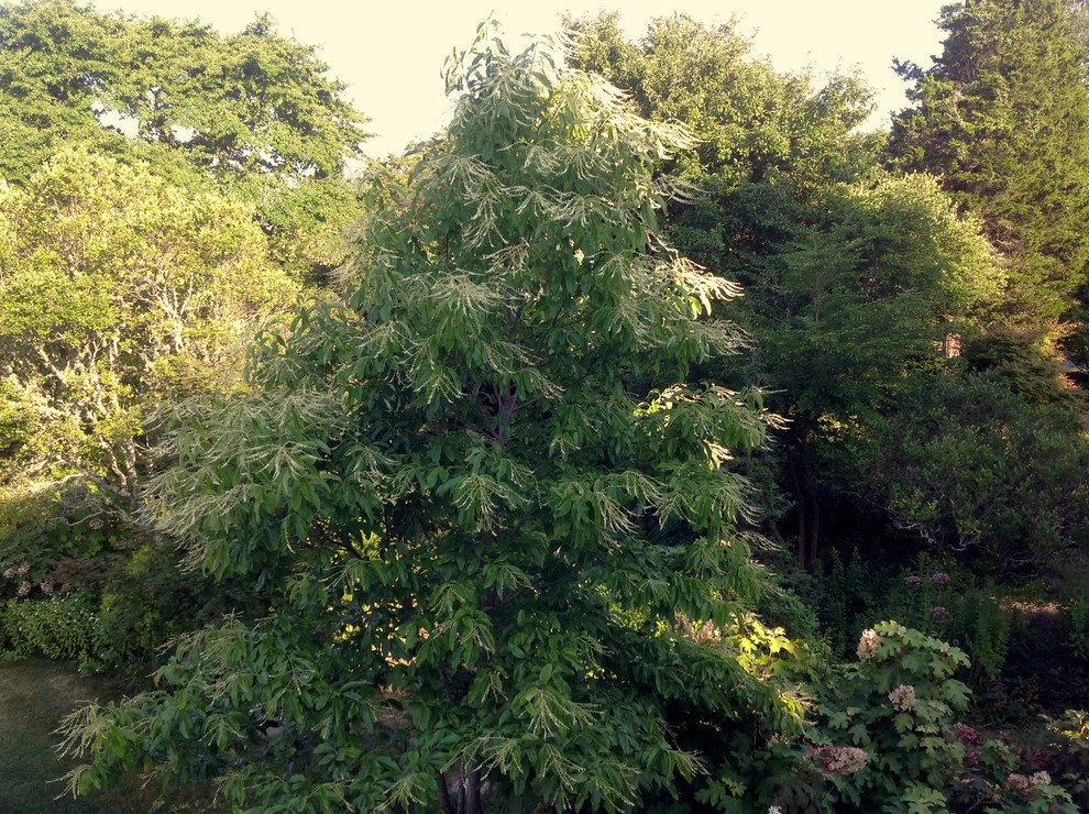 Coastal Rhode Island Garden: Salt Pond Friendly by Gentle Gardener Green Design - Photo 29