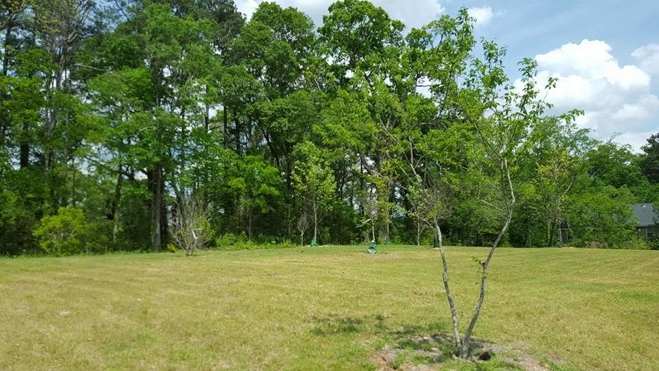 Residential Landscape by Georgia Landscape And Tree Service - Photo 5