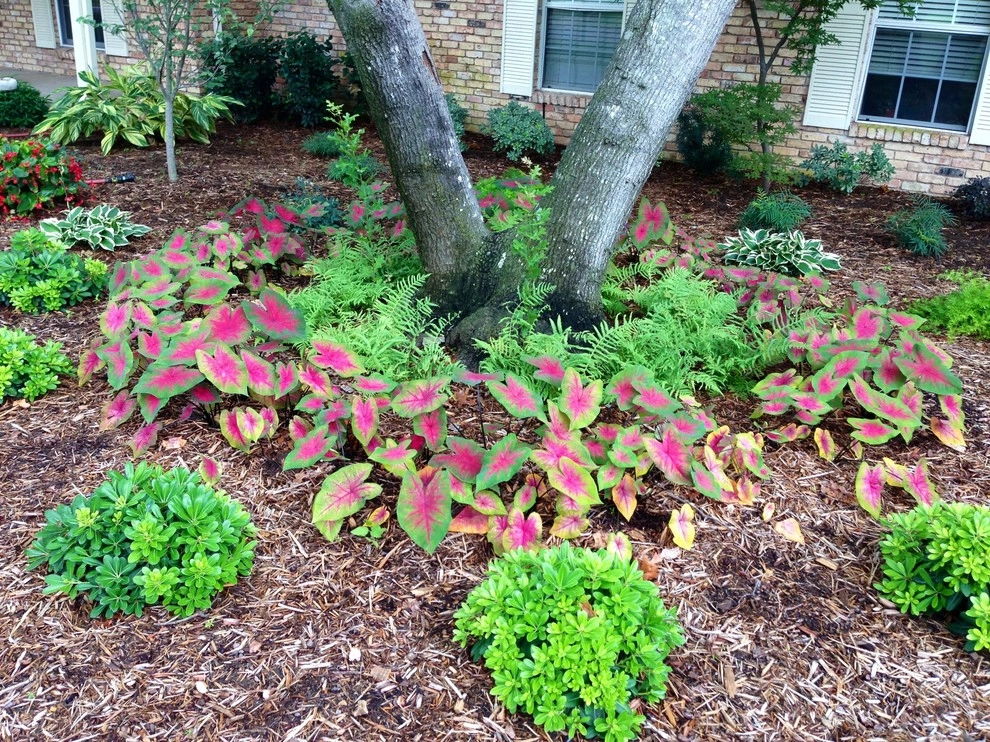 Various Recent Install Projects in Dallas, Prosper by Absolutely Bushed Landscaping - Photo 2