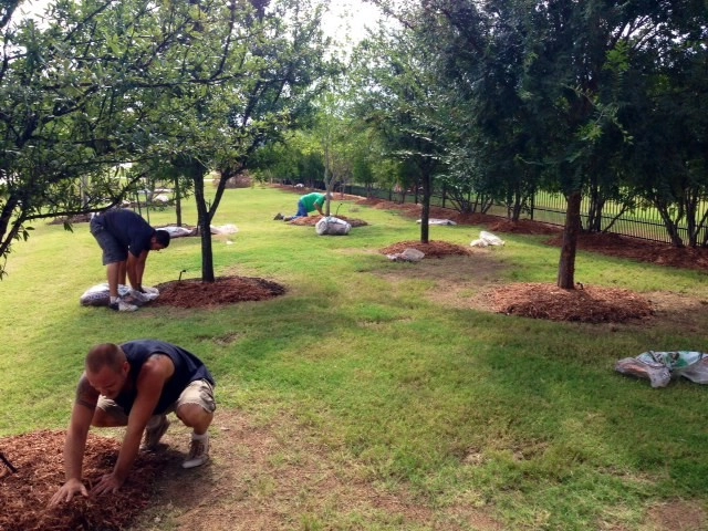 Prosper Fall Landscaping by Absolutely Bushed Landscaping - Photo 4