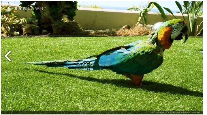 Pet Turf by SYNLawn Of Nevada - Photo 3