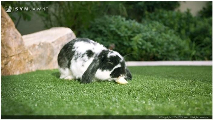 Pet Turf by SYNLawn Of Nevada - Photo 4