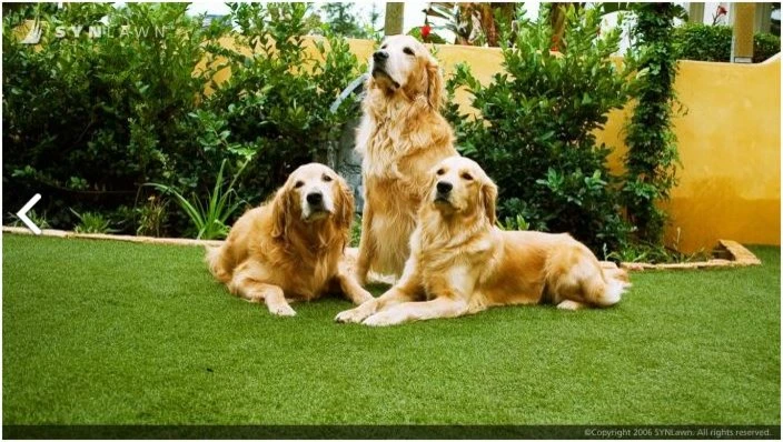 SYNLawn Of Nevada - Photo 14