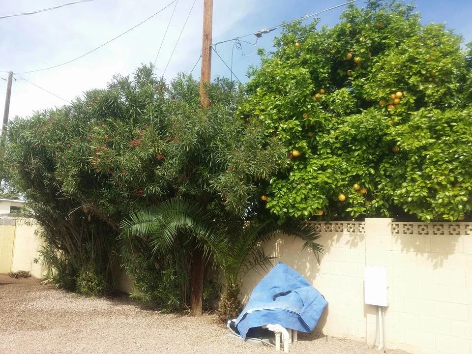 Tommy's Yards Landscaping - Photo 6