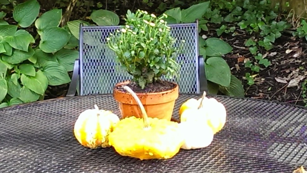 Chevy Chase by 4 Seasons Home & Garden - Photo 4