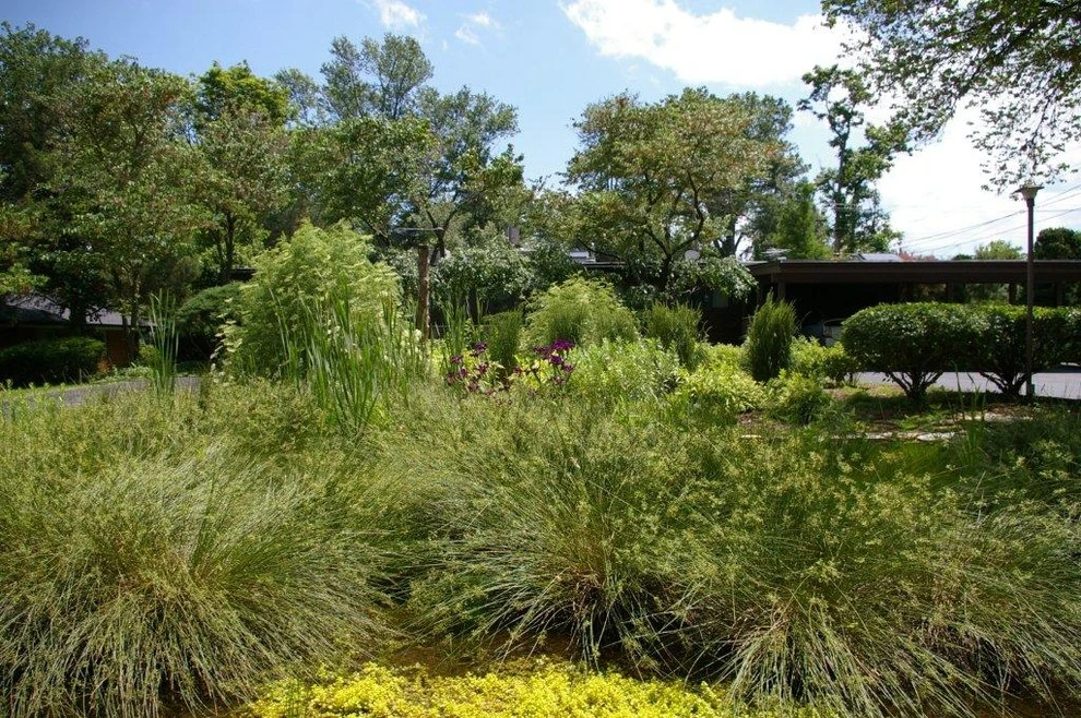 Private Residence/ Olivette by LEWISITES Landscape Architects - Photo 5