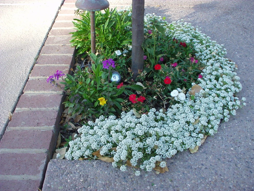 Steve Shelly Landscape Design - Photo 14