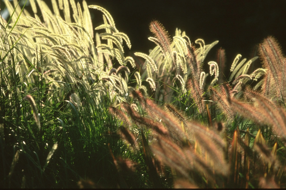 Garden Plantings by Graham Stanley & Associates - Photo 18