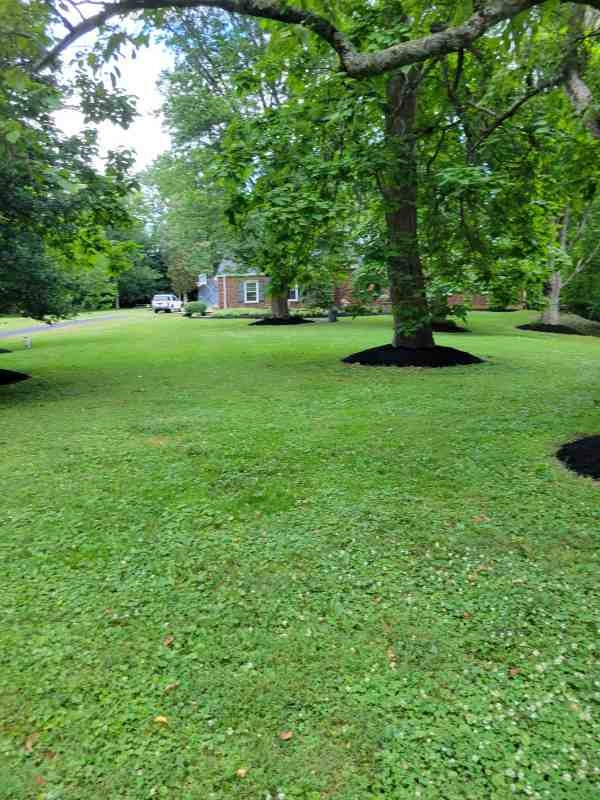 Alberto Alavez Professional Lawn Services LLC 3 by Alberto Alavez Professional Lawn Services LLC - Photo 11