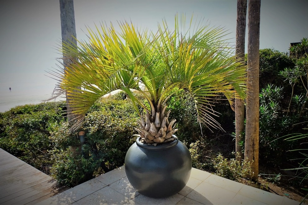 Kiawah Island by Green Grass Landscape Contractors - Photo 12