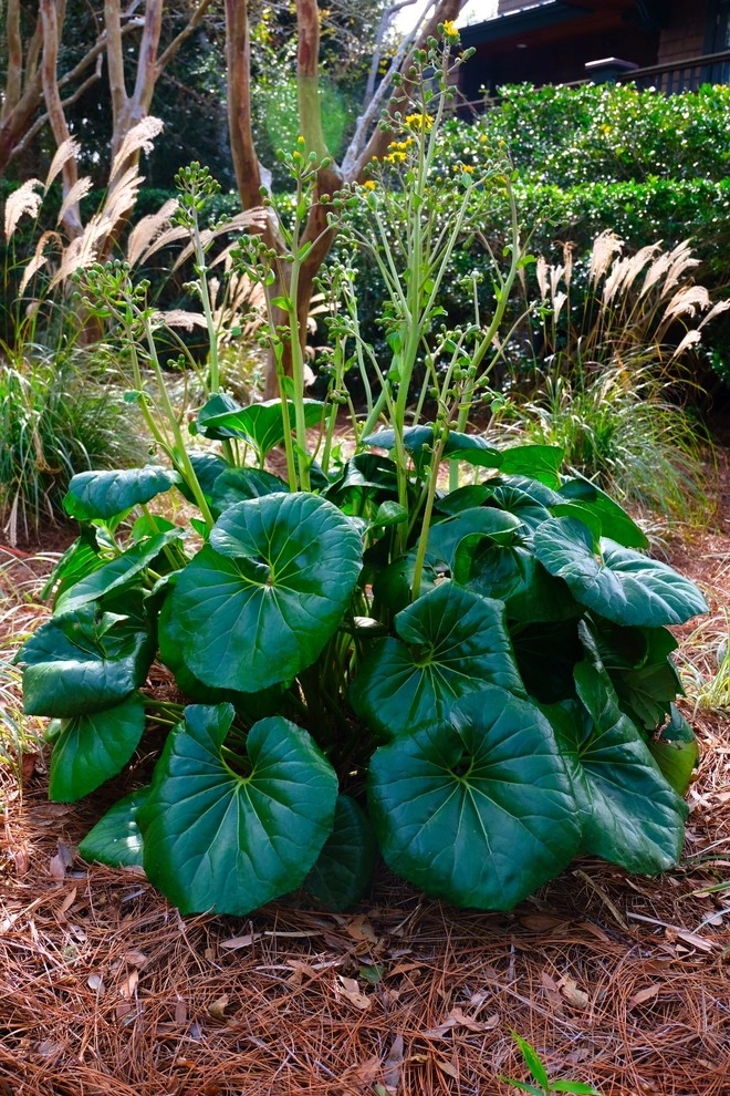 Kiawah Island by Green Grass Landscape Contractors - Photo 8