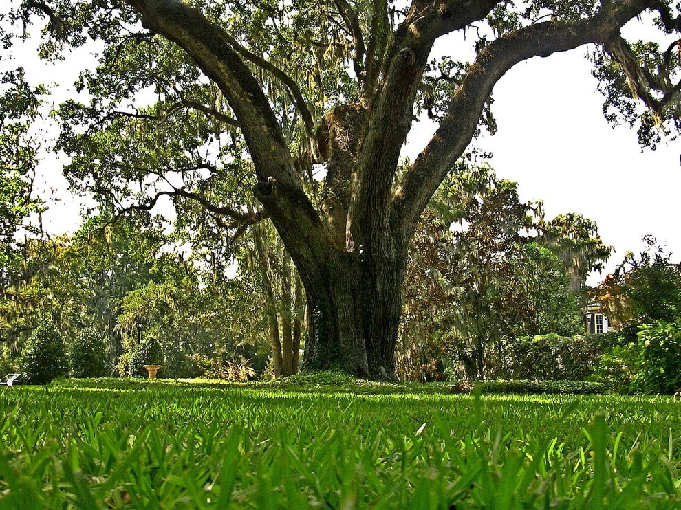 Action Sod & Landscape Gardens - Photo 8