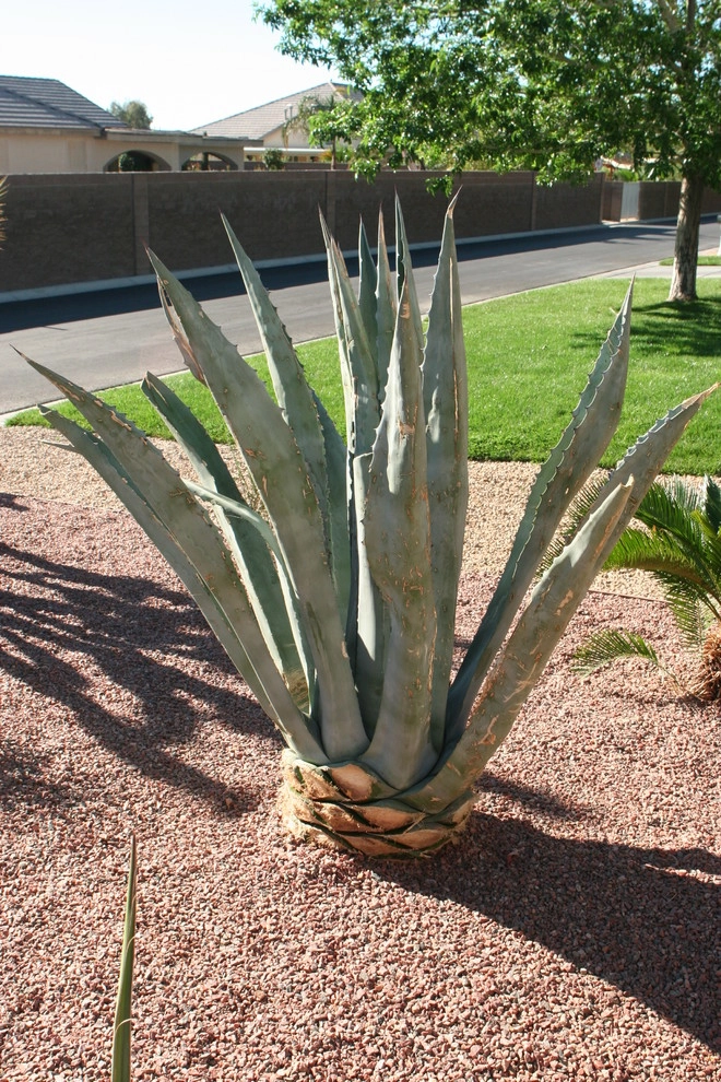 Egon A by Green Planet Landscaping Pools & Spa - Photo 9
