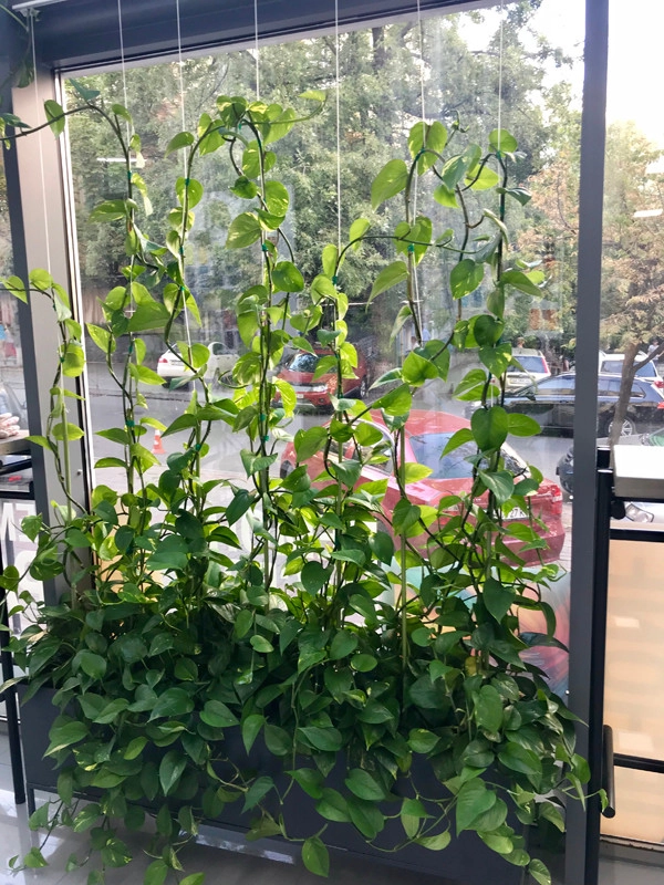 GreenCascade - Photo 8