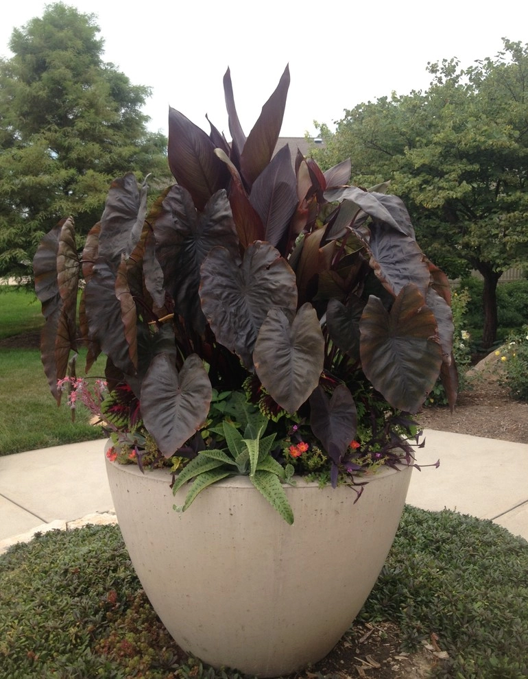 Summer Containers by Greenlife Gardens - Photo 3