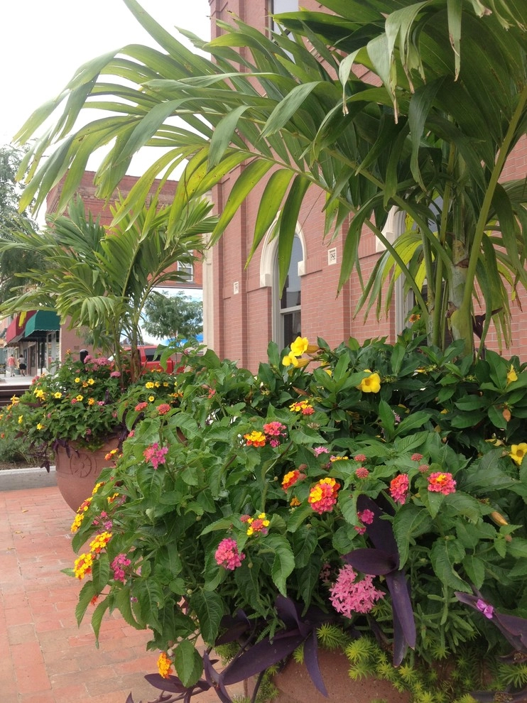 Summer Containers by Greenlife Gardens - Photo 5