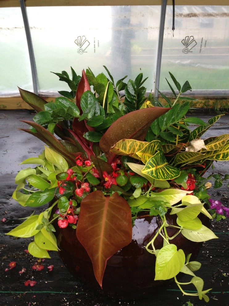 Summer Containers by Greenlife Gardens - Photo 4