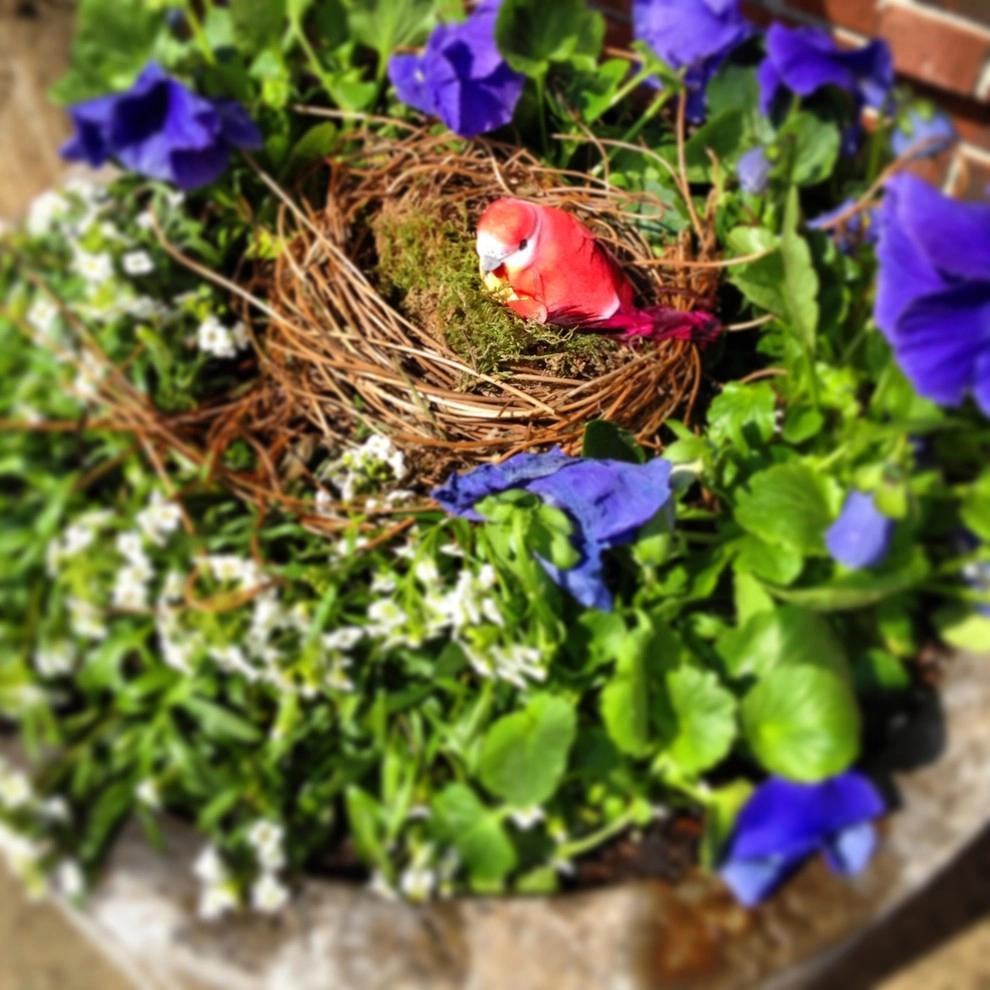 Cold Hardy Spring Containers by Greenlife Gardens - Photo 8
