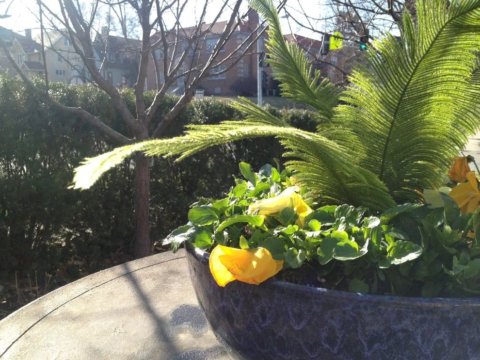 Cold Hardy Spring Containers by Greenlife Gardens - Photo 9