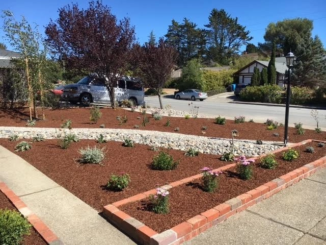 Belmont - drought tolerant by Greensleeves Garden Design - Photo 5