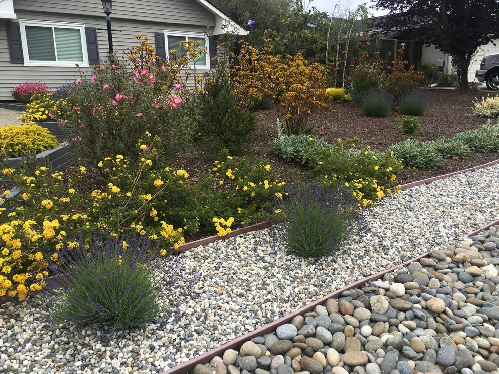 Belmont - drought tolerant by Greensleeves Garden Design - Photo 2