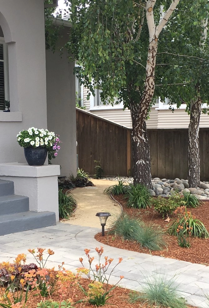 Burlingame - no lawn garden by Greensleeves Garden Design - Photo 5