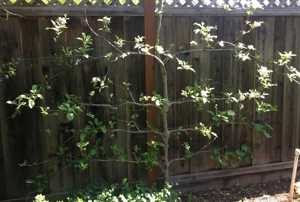 Vegetable garden and quiet patio by Greensleeves Garden Design - Photo 5