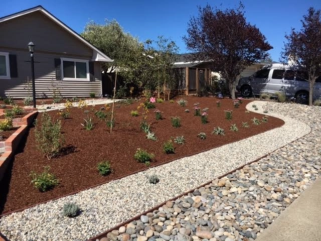Belmont - drought tolerant by Greensleeves Garden Design - Photo 4