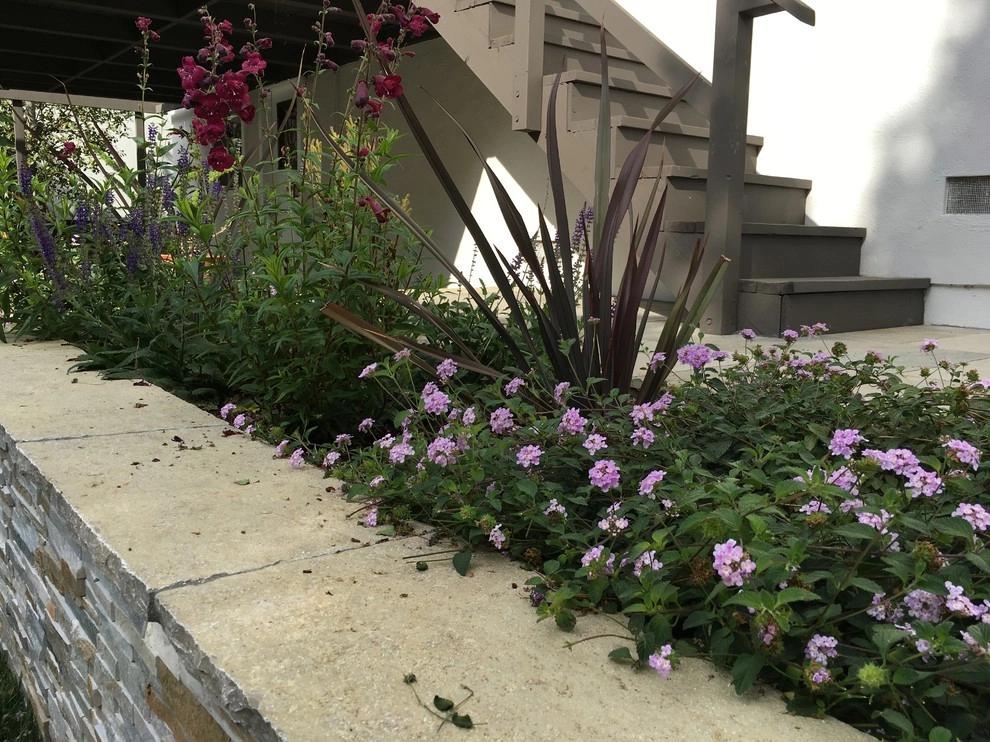 Belmont Back Yard by Greensleeves Garden Design - Photo 9