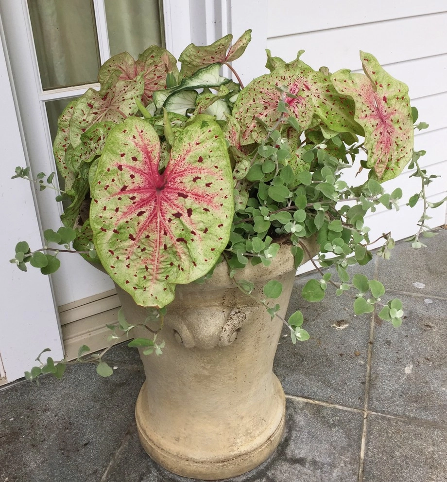 Seasonal Color by Gro Pro Landscape Company Inc. - Photo 2