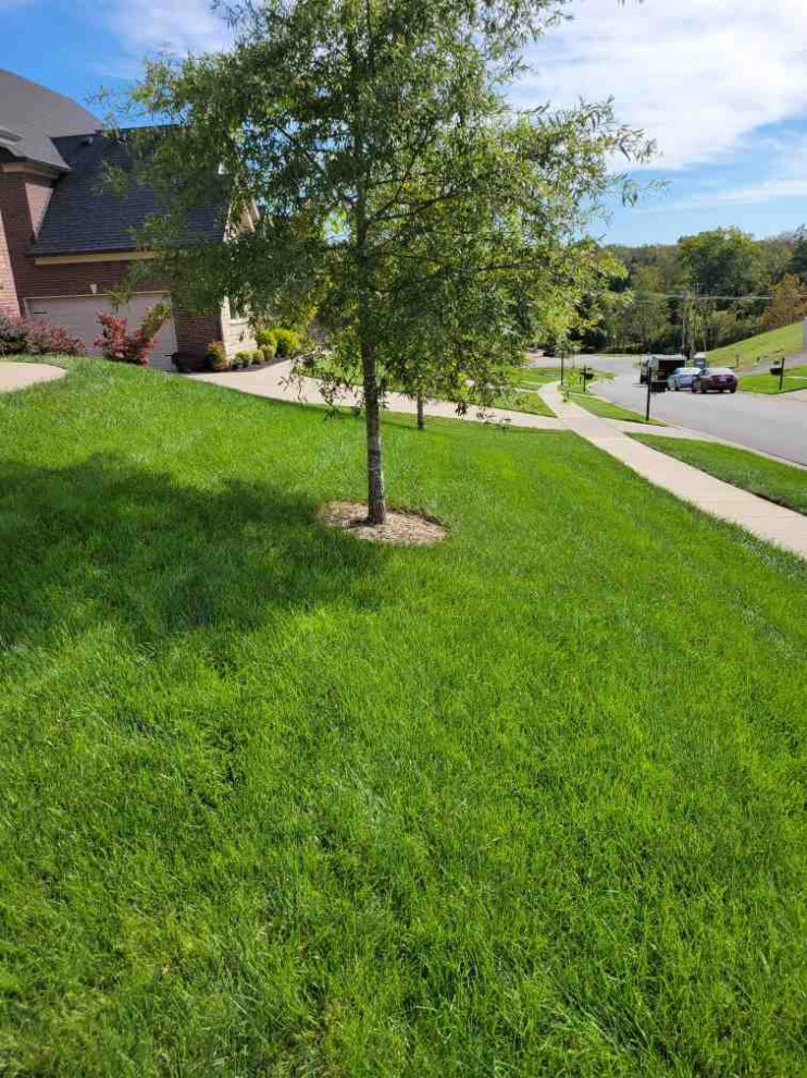 Alberto Alavez Professional Lawn Services LLC 6 by Alberto Alavez Professional Lawn Services LLC - Photo 3