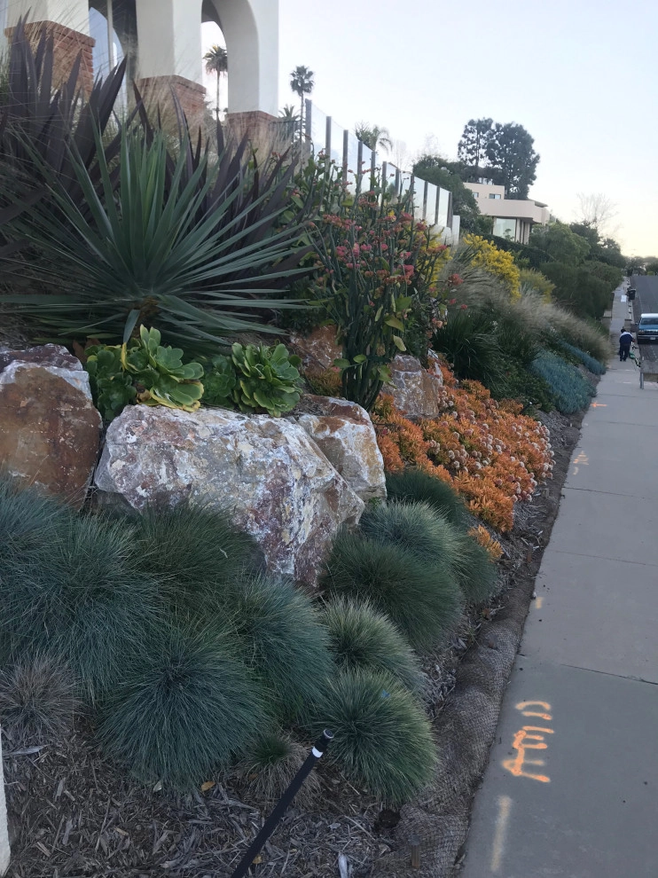 La Jolla Slope Planting by Groundswell Landscaping - Photo 5
