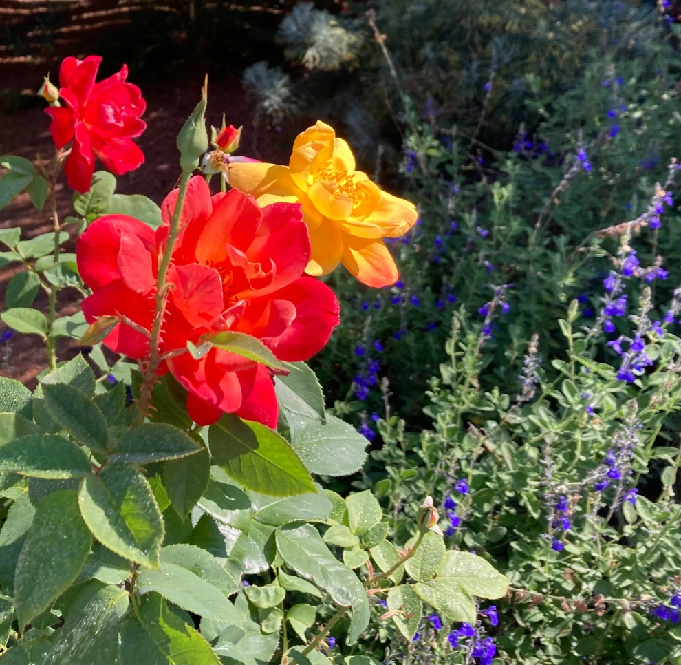 Plants by Groundswell Landscaping - Photo 3