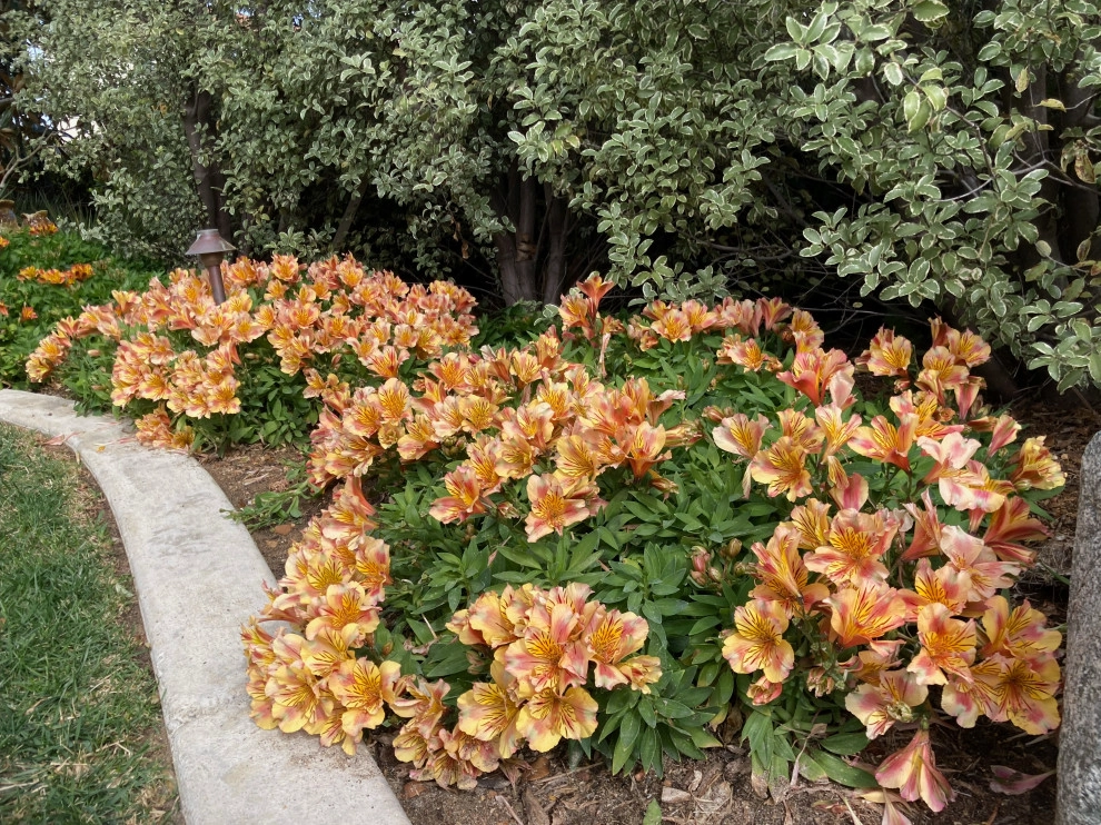 Encinitas Front Yard by Groundswell Landscaping - Photo 9