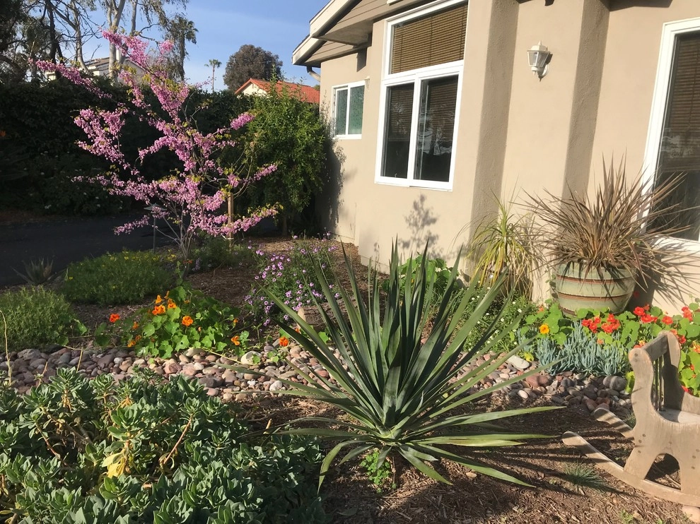 Encinitas naturalistic front yard by Groundswell Landscaping - Photo 4